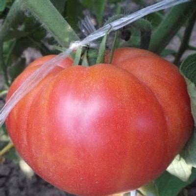 Томат Корнеевский: характеристика и описание сорта с фото