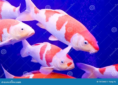 Big colorful Koi carp stock photo. Image of underwater - 7072602