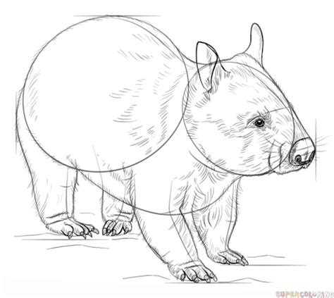 Wombat Drawing, Pencil, Sketch, Colorful, Realistic Art Images ...