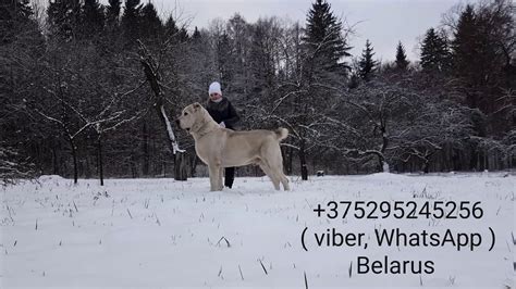 ГИГАНТСКИЙ АЛАБАЙ ДЖАФАР ВЕСОМ В 115 КГ!!!!! THE GIANT JAFAR CHAMPION ...
