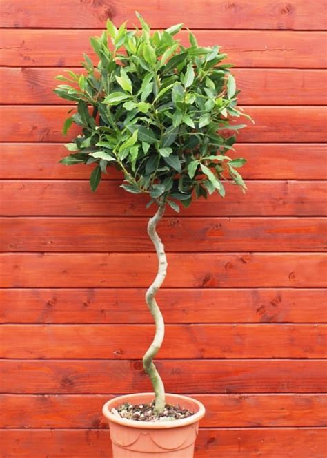 Laurus nobilis