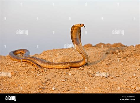 Snakes In Egypt