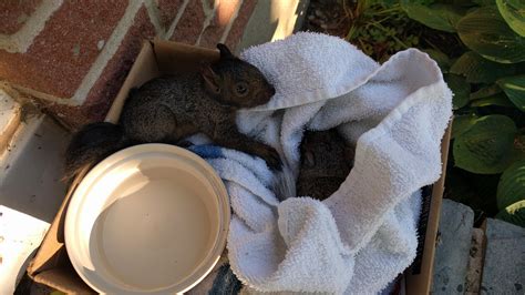Something REALLY isn't right, dead squirrel, dead vole, 2 squirrels not