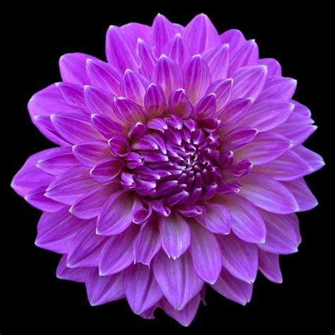 Bloomquist Clear Delight – Just Peachy Flowers