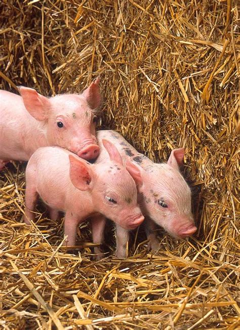 Should I Get A Pet Pig - Gegu Pet