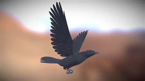 realistic animated carrion crow  model  holylights