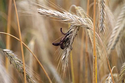 30+ Ergot Of Rye Stock Photos, Pictures & Royalty-Free Images - iStock