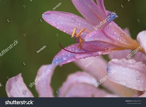 raindrops  purple naked lady lily stock photo  shutterstock