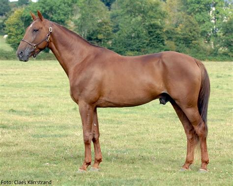 Love You – Breedly