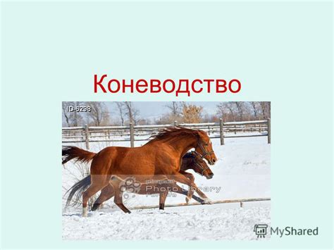 Презентация на тему: "Коневодство. Систематическое положение лошади ...