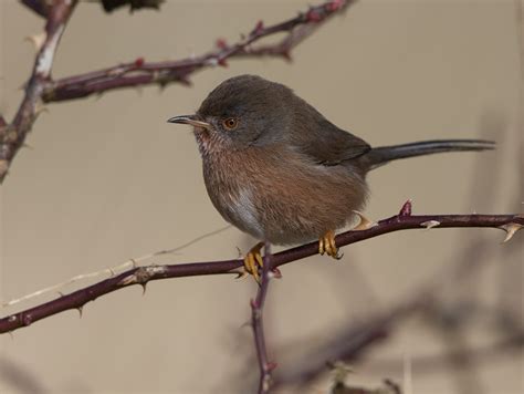 Just Wild Images by Will Bowell: Dartford Warbler