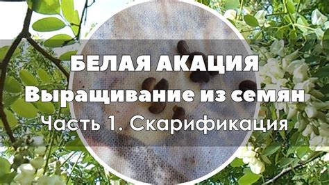 🌱🌿 Выращивание белой акации из семян Часть 1 Скарификация - YouTube