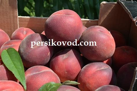 Купить саженцы Персик Ред Робин (красномясый) манжурский персик в ...