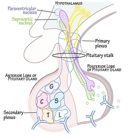 Physiology Glossary: Pituitary Gland Anatomy, Histology, and Histopathology | Draw It to Know It