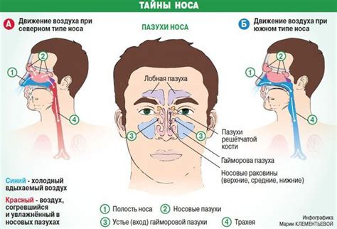 Таємниці носа, або чому при нежиті не можна використовувати ...