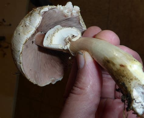 Karbolegerling, Giftchampignon, Tintenegerling, Giftegerling ...