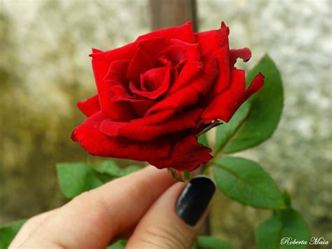 O Significado Da Rosa - Blog Luz por Roberta Maia: Significado da Rosa / Part.1