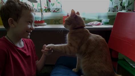 Smart cat(умный котик) - YouTube