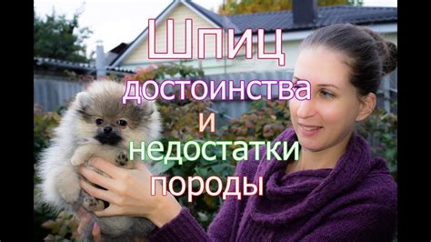 Стоит ли покупать шпица? Достоинства и недостатки породы шпиц - YouTube