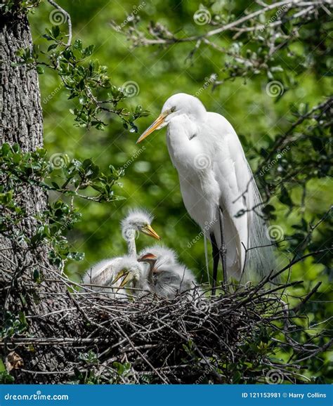 Great Egret in Florida stock image. Image of national - 121153981