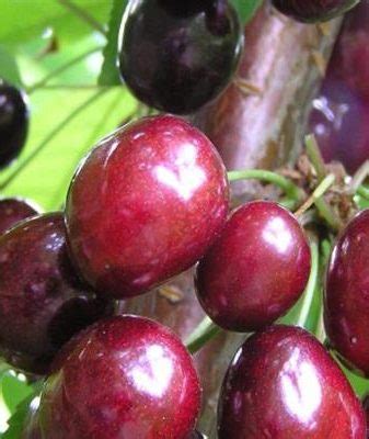 Черешня Утро Кубани: описание, ВСЕ плюсы и минусы сорта с фото