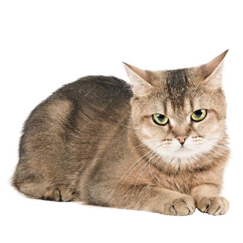 Premium Photo | Scottish straight cat golden chinchilla isolated
