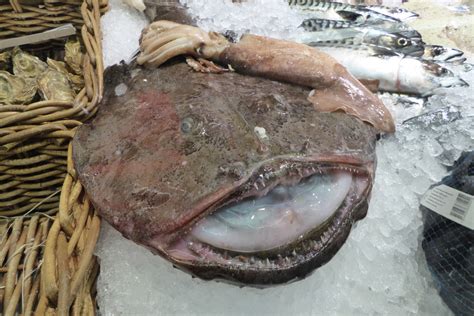 marulk bläckfisk fiskdisk | Gunilla Blixt