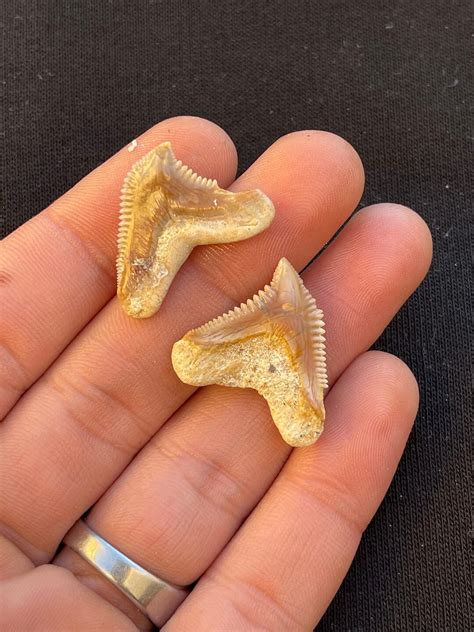 Fossil Tiger Shark Teeth (galeocerdo Eaglesomi) From Morocco - Etsy