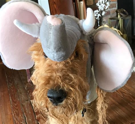 halloween costumes for boston terriers 2