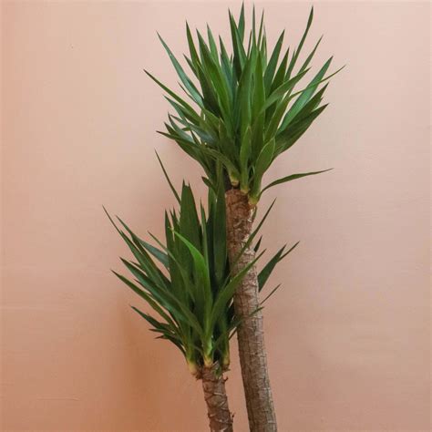 Yucca Cane - The Mellow SF
