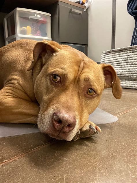 Dog shelter adoption rates reach all-time highs this holiday season 23