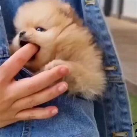 Pin de LOUBELL&RU em Everything puppy [Vídeo] | Fotos de cachorro fofos ...