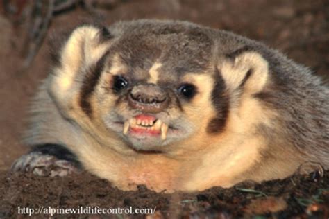 The American Badger – A Very Tenacious Animal – Arizona Daily Independent