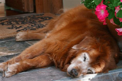 What to Expect and How to Care Your Senior Golden Retriever