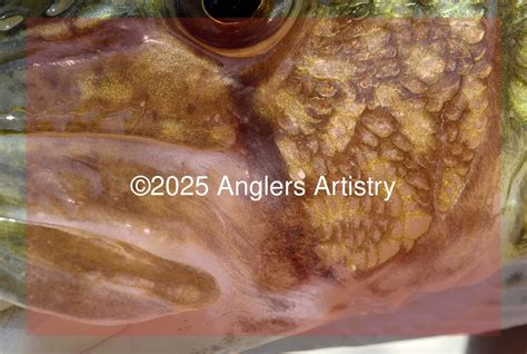 Reference Photo of Chain Pickerel, 8802 - Anglers Artistry