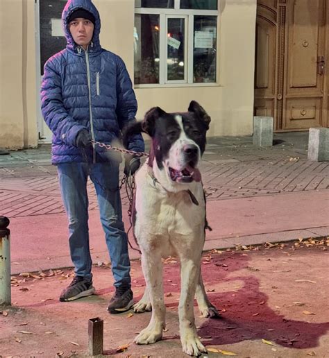 Актош правнук Актоша Чемпиона Мира и 2/х кратного Чемпиона СНГ молодой ...