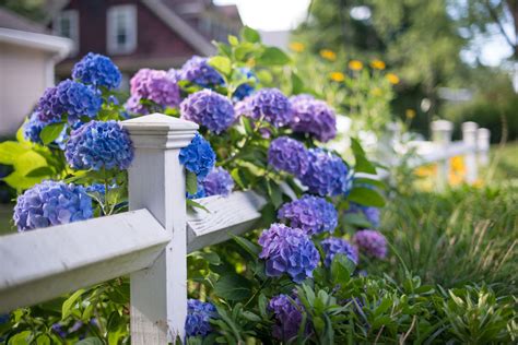 14 Beautiful Hydrangea Varieties