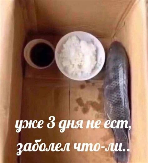 Непристойный юмор в картинках
