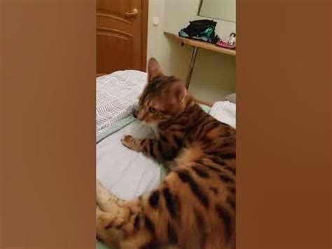 кот блатной 2 - YouTube