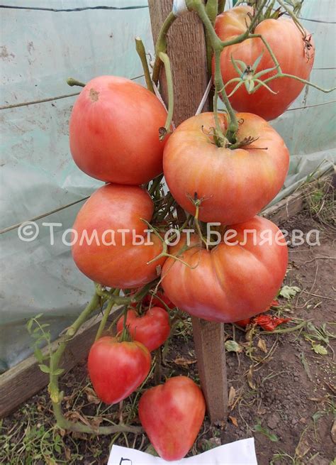 Томат Башкирский красавец • Описание, ОТЗЫВЫ(29), Фото, Семена