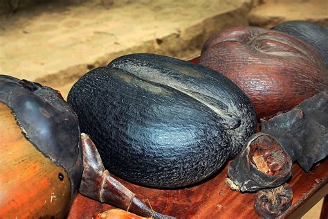 The Largest Seeds In The World - WorldAtlas