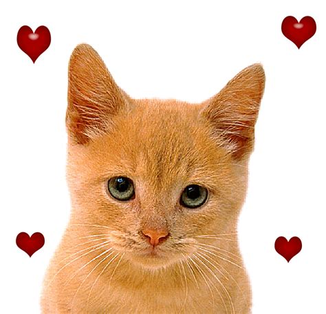 Гиф картинки котики