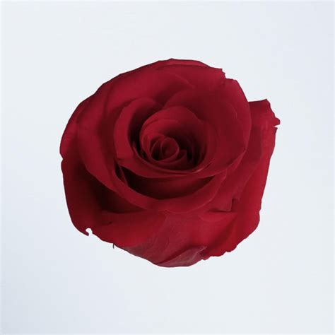 Preserved Roses – Preserved by Quadore Flowers