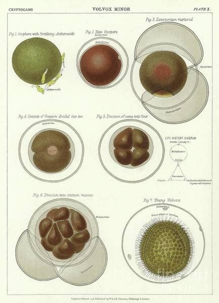 polyphyletic art pixels