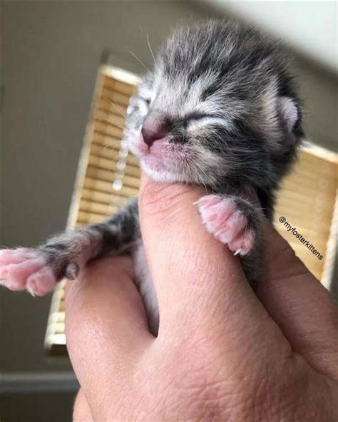 Новорожденные Котята Фото