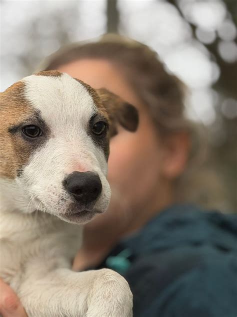 Almost Home Animal Rescue... - Almost Home Animal Rescue NI