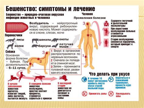 Эпидемиология и профилактика бешенства - презентация онлайн