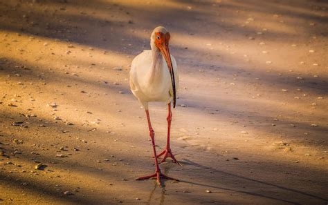 Ibis Photos, Download The BEST Free Ibis Stock Photos & HD Images