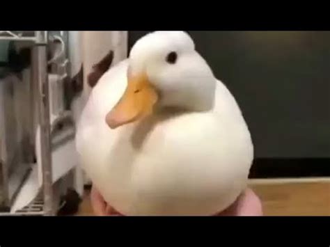 утка... - YouTube
