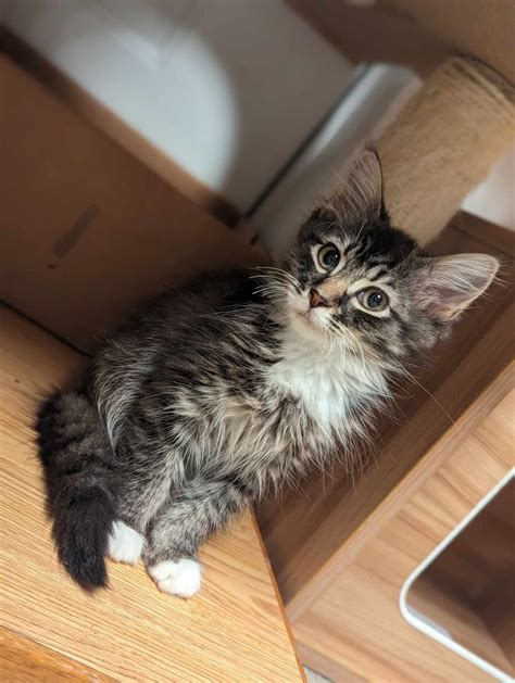 Adopt Fuzzy Wuzzy - Adopt Dogs & Cats on PuppiesNation